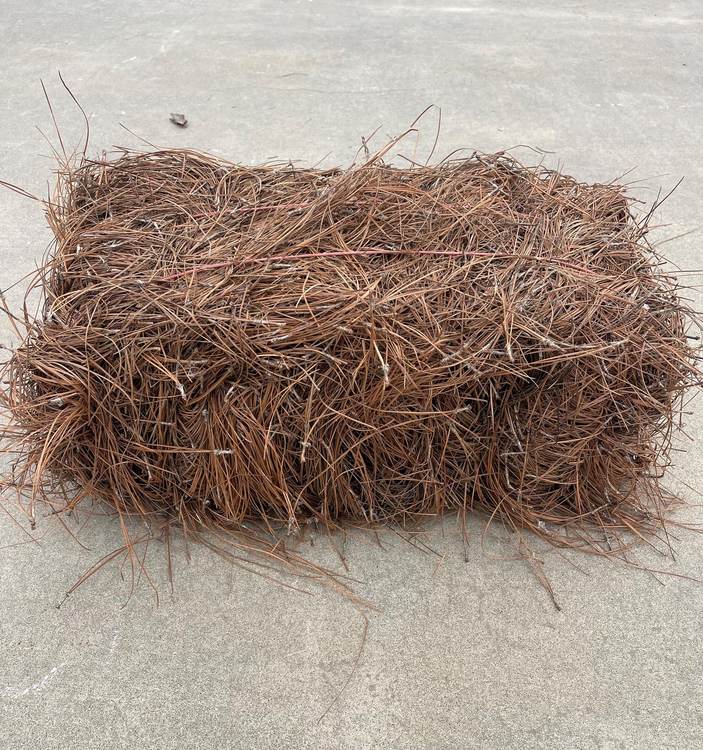 Long Needle Pine Straw